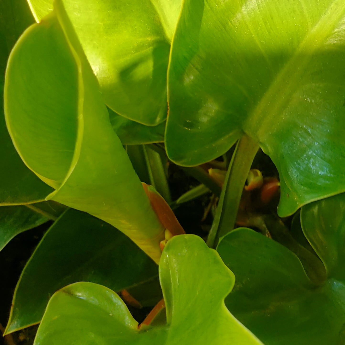 Philodendron 'Imperial Green'