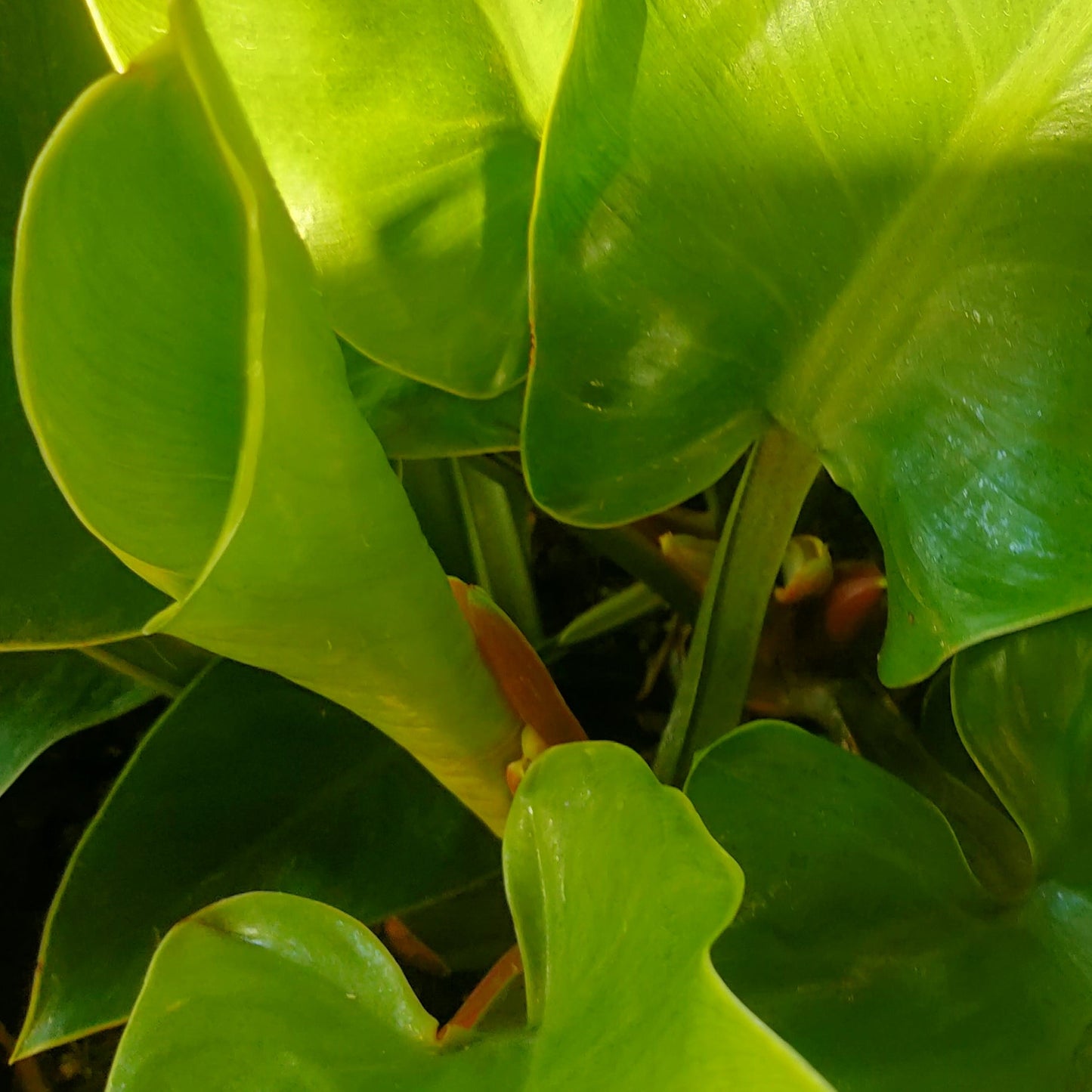 Philodendron 'Imperial Green' S007