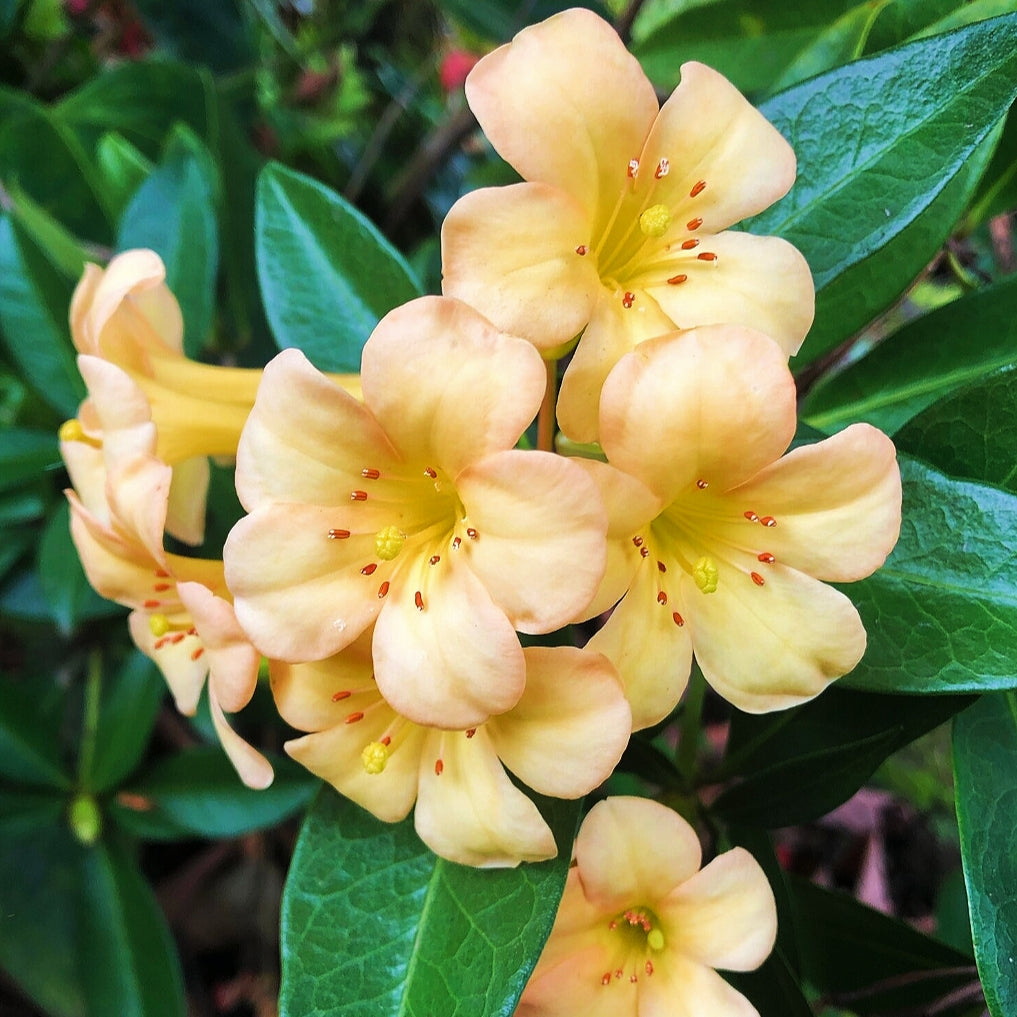 Rhododendron 'Just Peachy'' (Vireya) Pikirangi