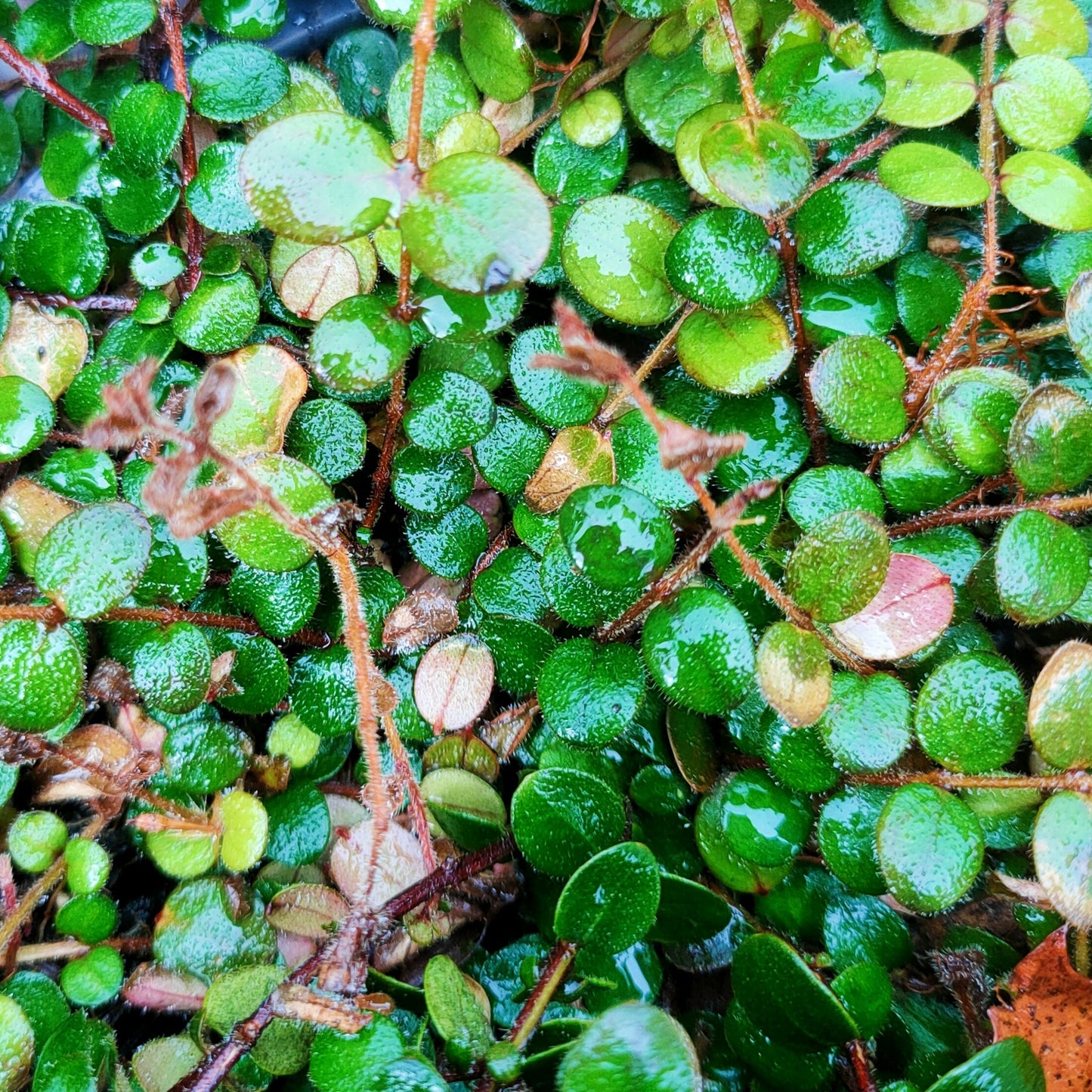 Metrosideros carminea 'Red Carpet' (Carmine Rātā) HD