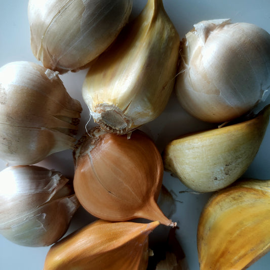 Allium ampeloprasum var. ampeloprasum (Elephant Garlic)