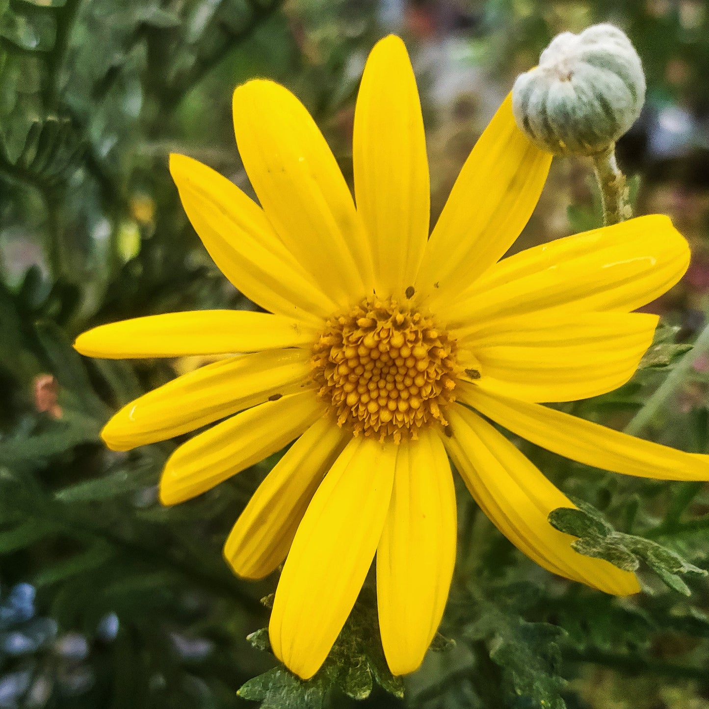 Euryops pectinatus 'Little Sunay' (Grey-leaved Euryops) Pikirangi
