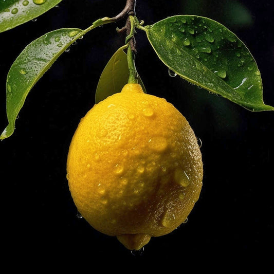 Citrus x jambhiri 'Kusaie' (Kusaie Lime)