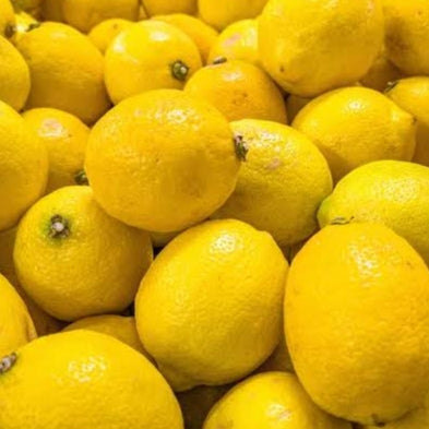 Citrus limon 'Yen Ben' (Lemon) Dwarf S002
