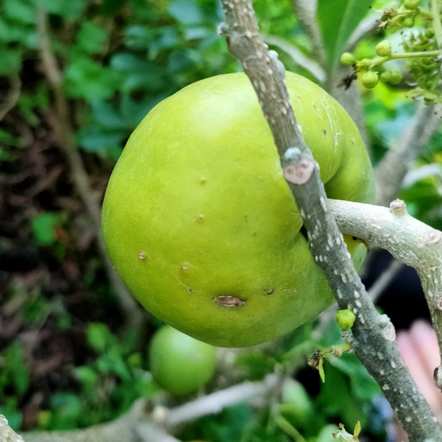 Casimiroa edulis 'Mac's Golden' (White Sapote)