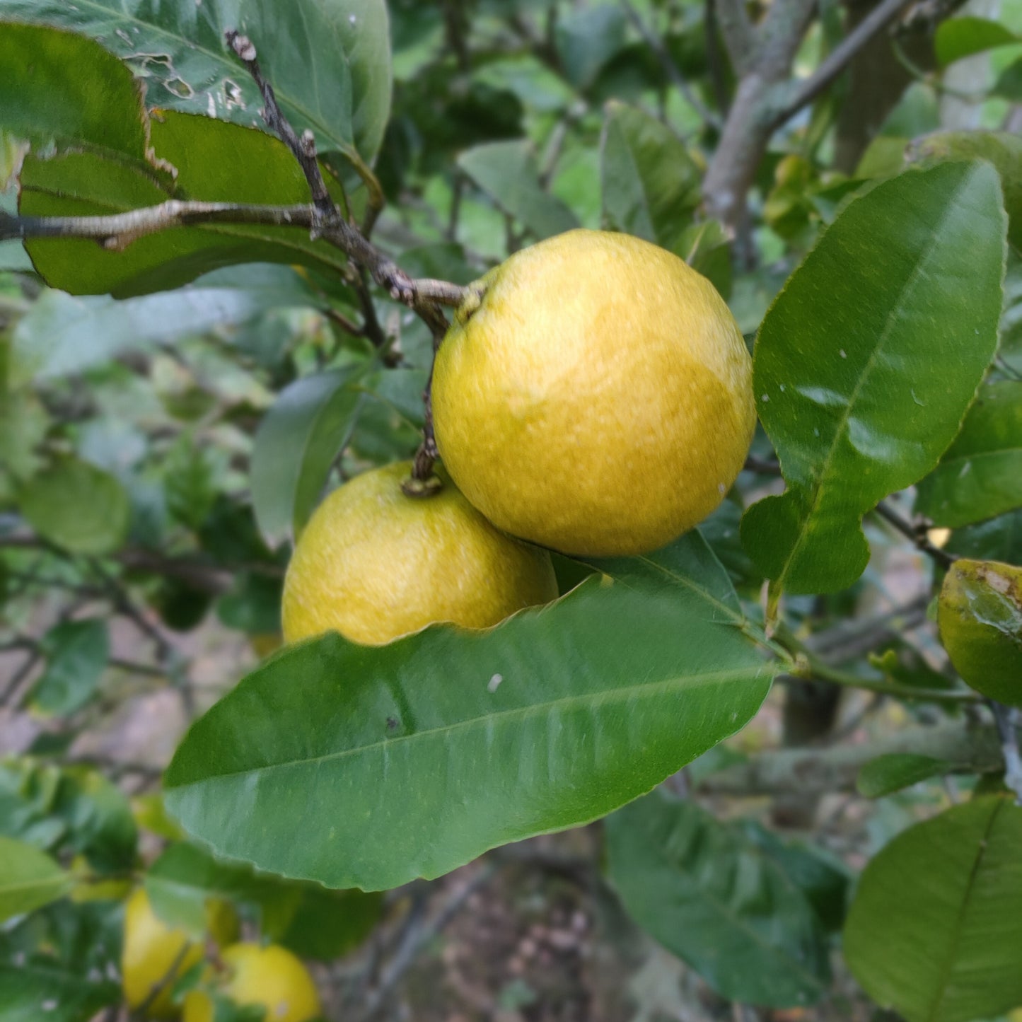 Citrus x limon 'Lemonade' (Lemon)