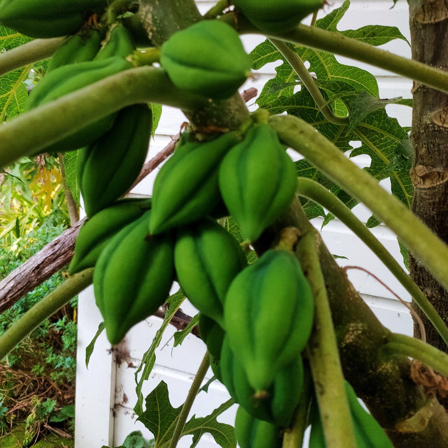 Vasconcellea pubescens (Mountain Papaya)