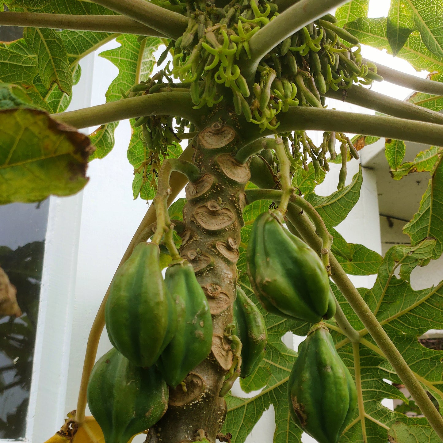 Vasconcellea quercifolia (Oak-leaved Papaya)