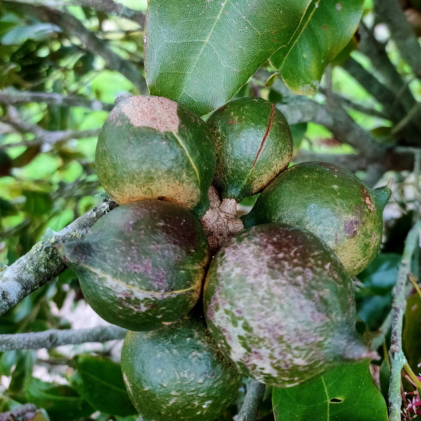 Macadamia x tetraphylla 'Beaumont'