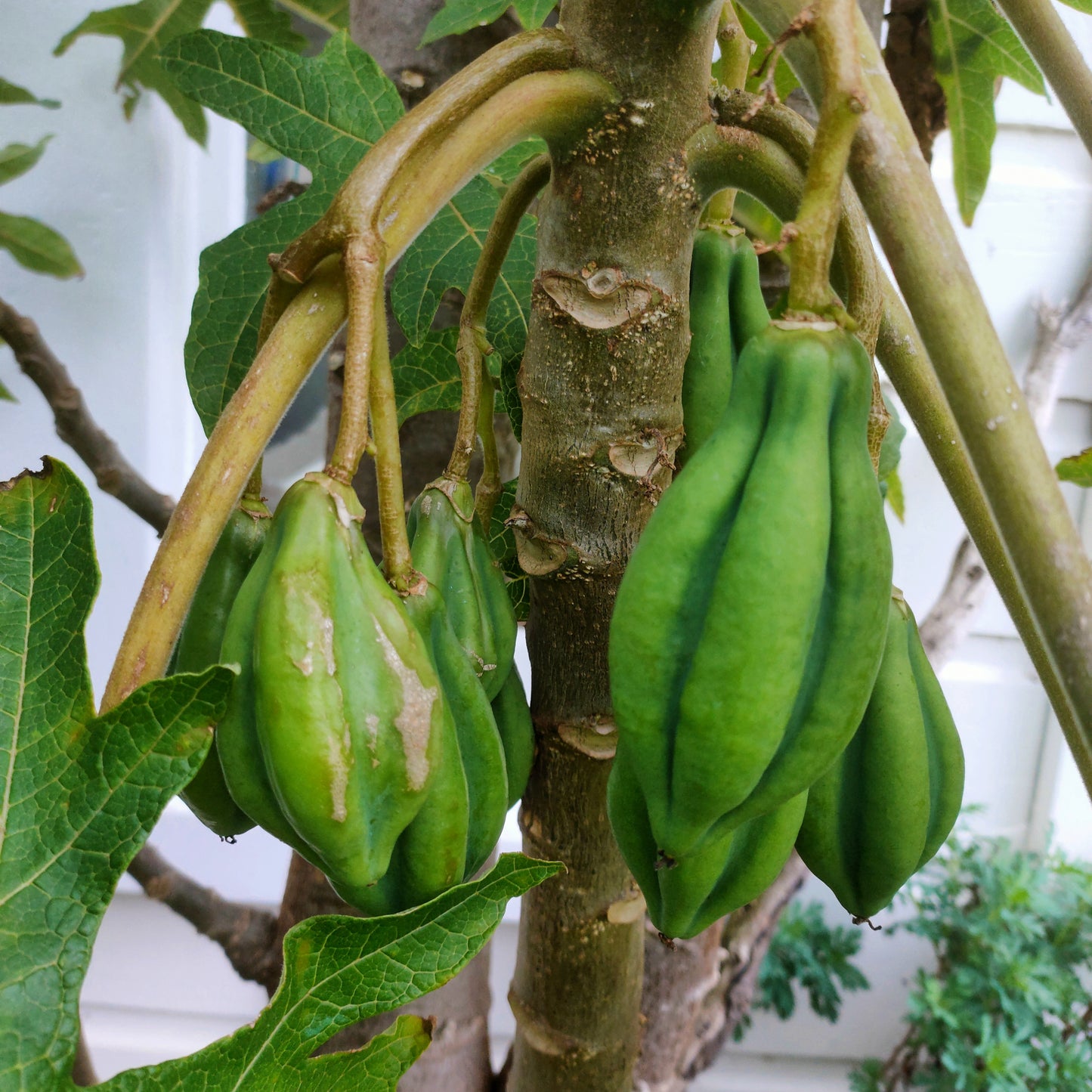 Vasconcellea pubescens (Mountain Papaya)