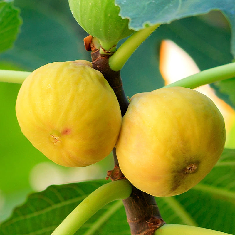 Ficus carica 'Lesa' (Fig) S002