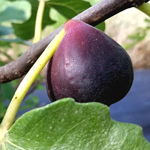 Ficus carica 'Black' (Fig) Pikirangi