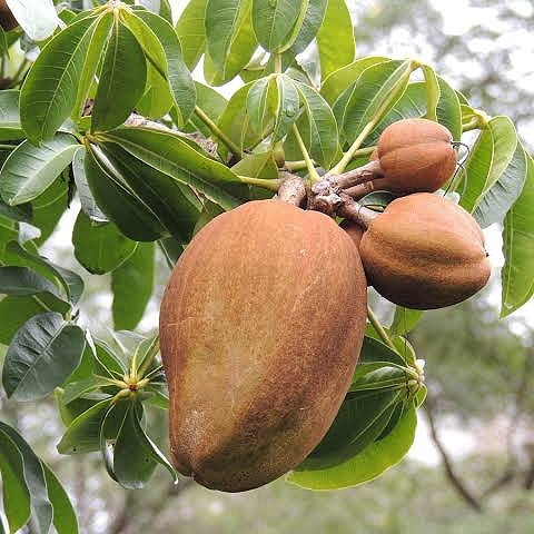 Pachira aquatica (Guiana Chestnut)