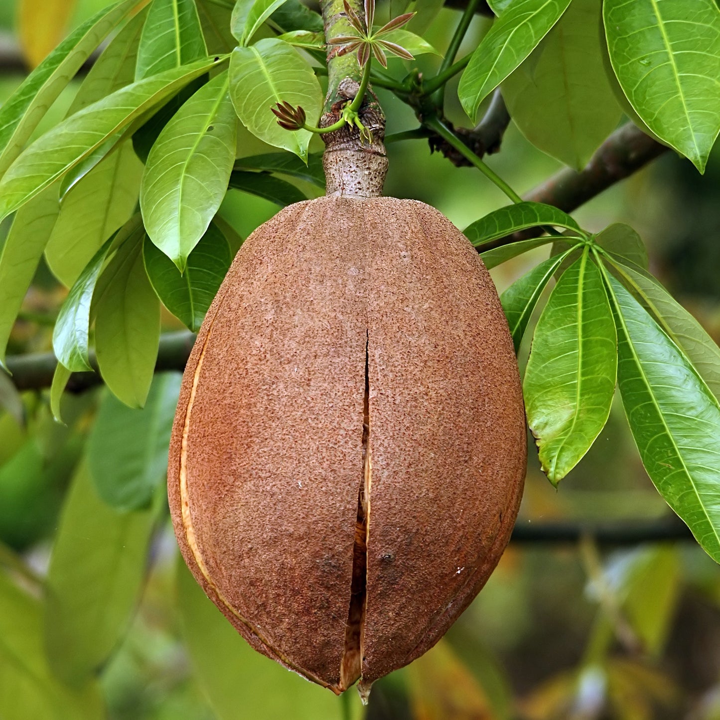 Pachira aquatica (Guiana Chestnut)