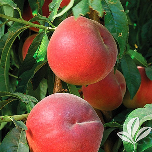 Prunus persica 'Sunglo' (Nectarine) Pikirangi