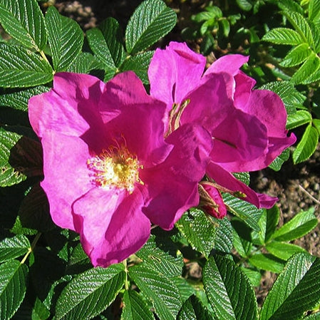 Rosa rugosa 'Scabrosa' (Beach Rose) Pikirangi
