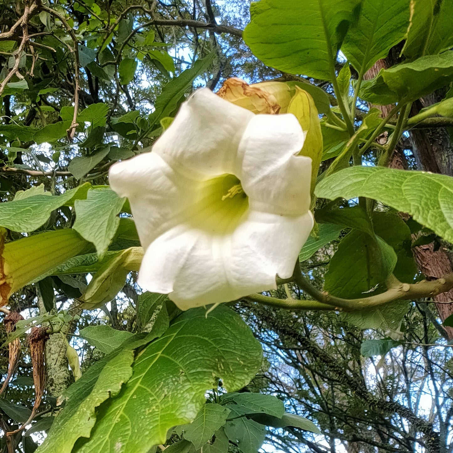Brugmansia suaveolens (White Angel's Trumpet) Pikirangi