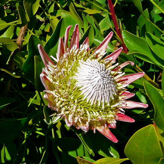 Protea cynaroides (King Protea) S009