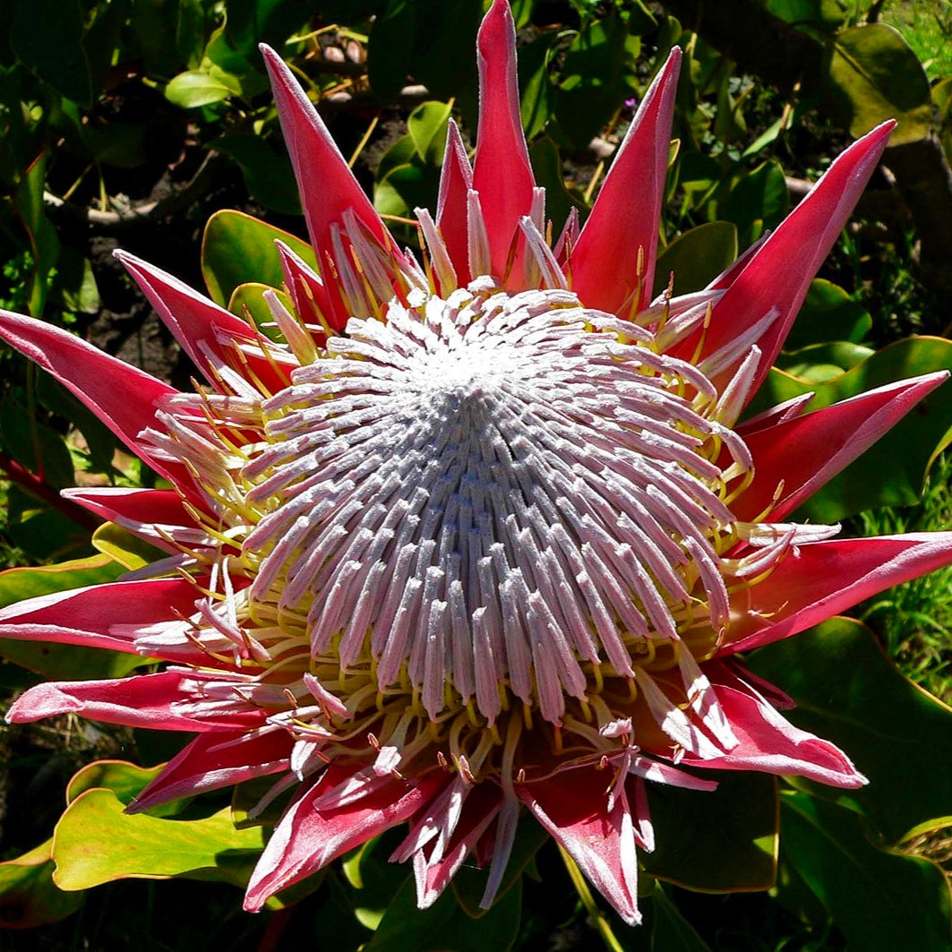 Protea cynaroides (King Protea) S009