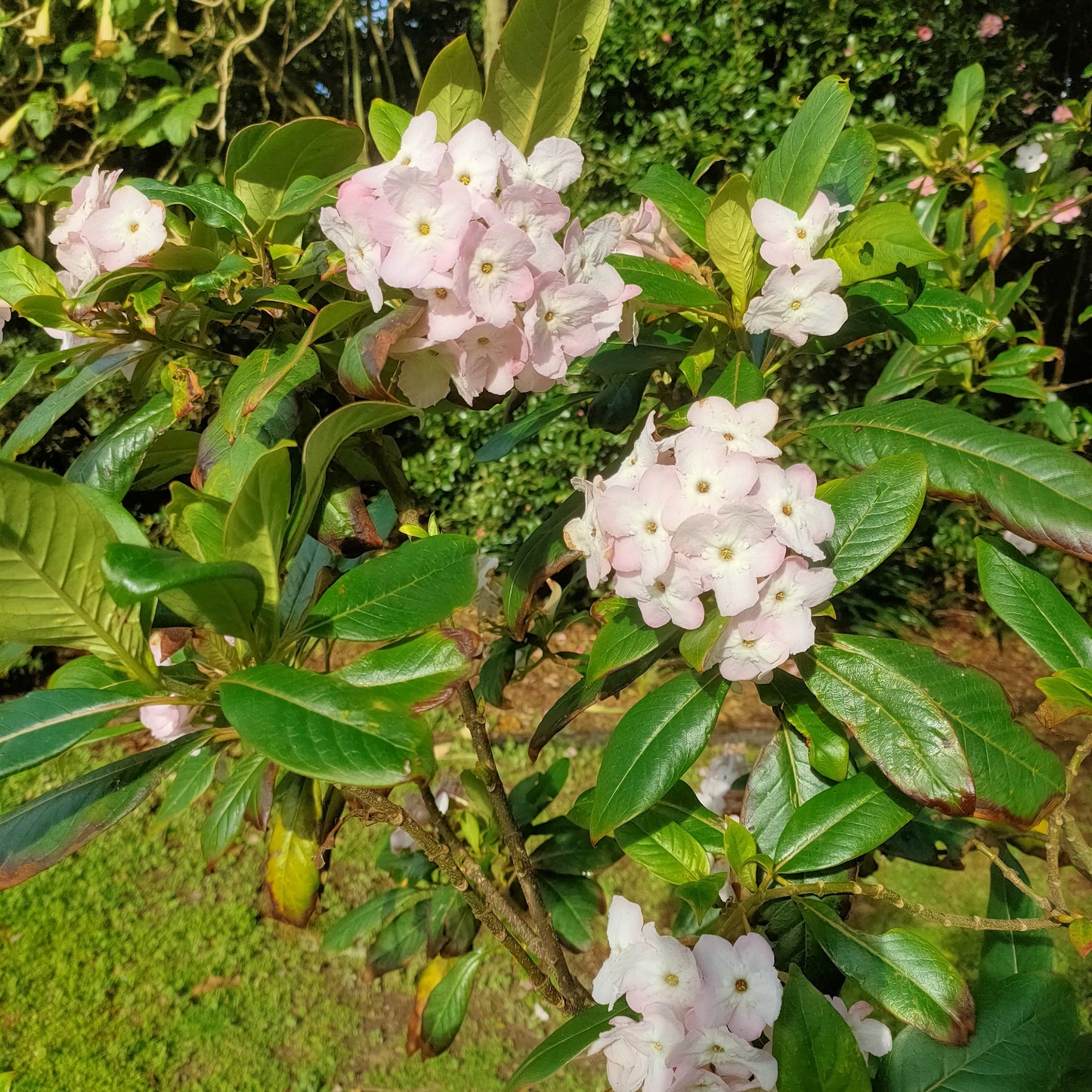 Luculia pinceana 'Fragrant Cloud' Pikirangi