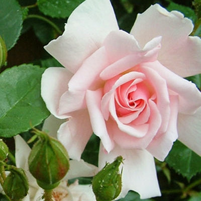 Rosa 'City of London' (Rose) Pikirangi