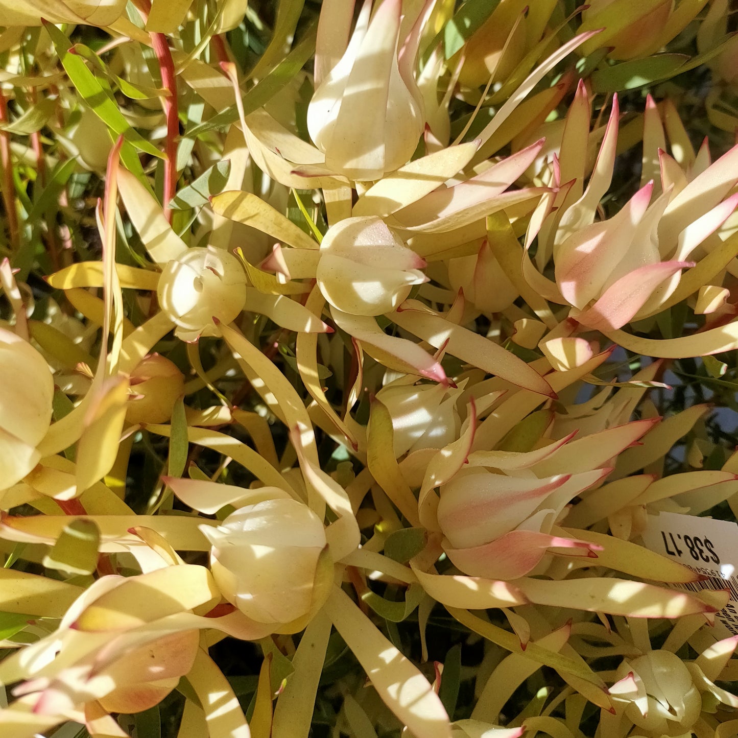 Leucadendron laureolum x salignum 'Cream Delight' (Peninsula Conebush)