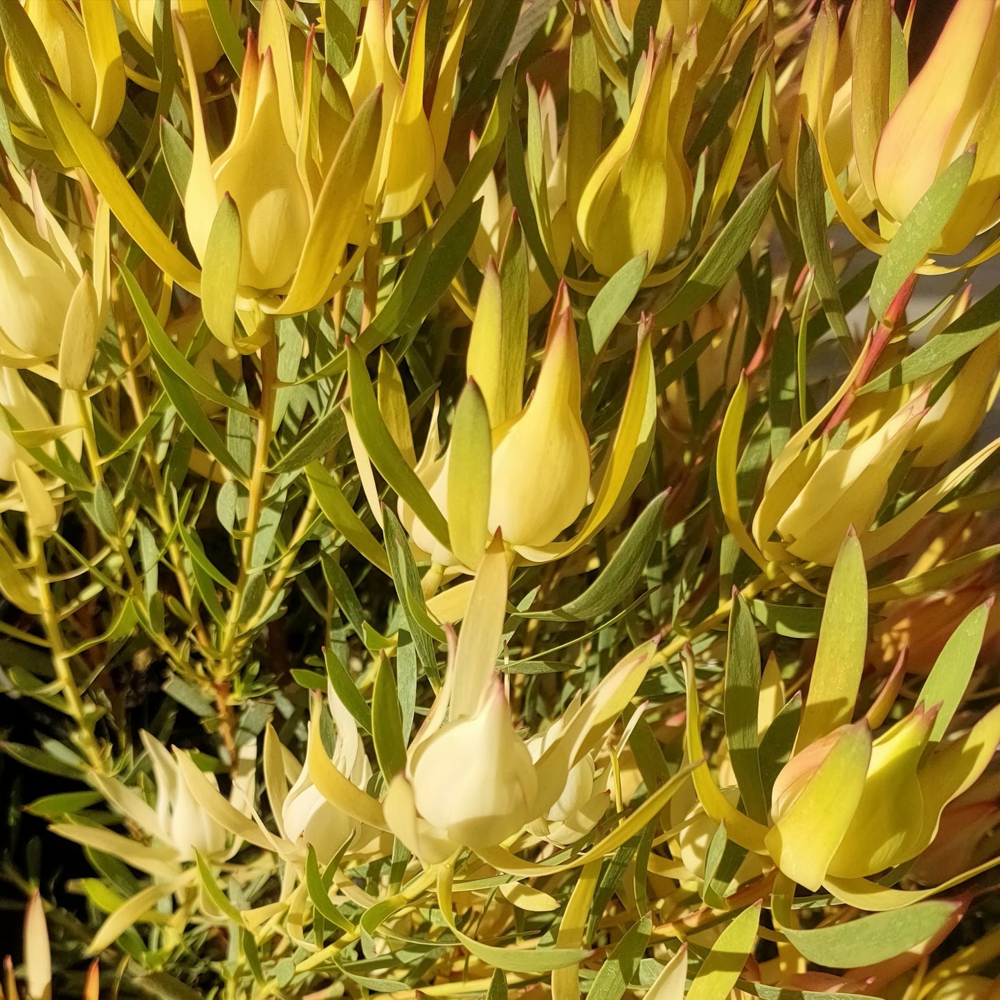 Leucadendron laureolum x salignum 'Cream Delight' (Peninsula Conebush)