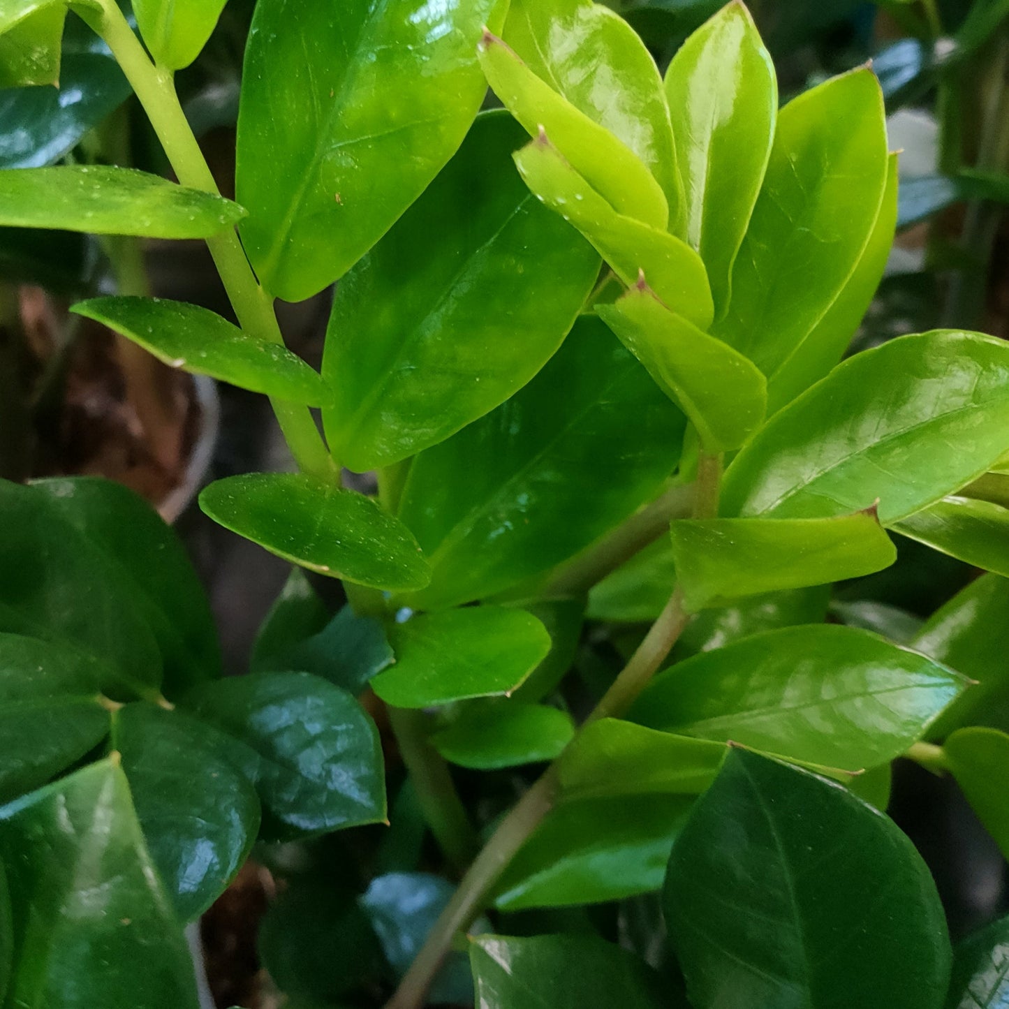 Zamioculcas zamiifolia (Zanzibar Gem) Pikirangi