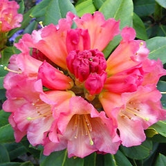 Rhododendron 'Unique Marmalade' S007