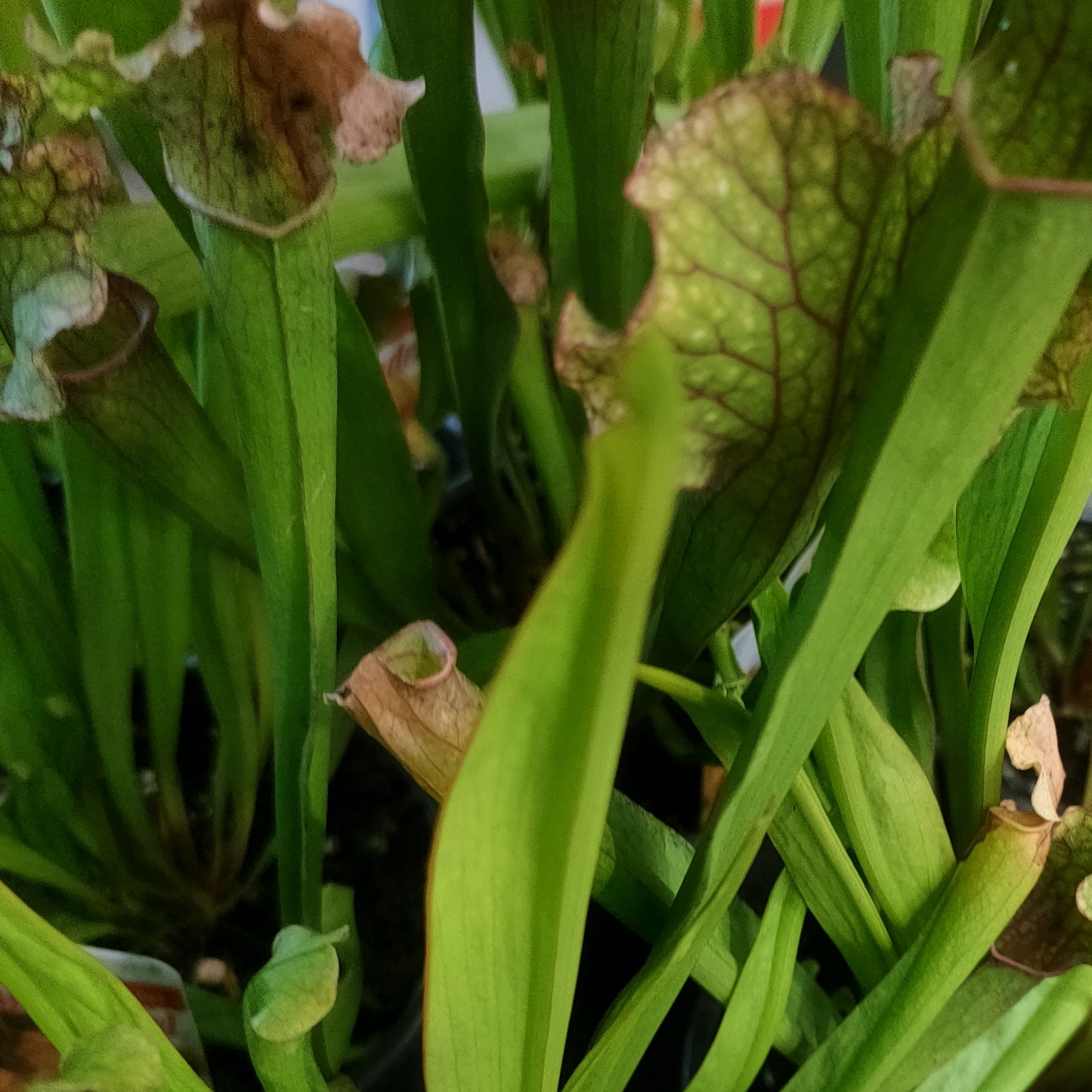 Sarracenia 'Judith Hindle' (Trumpet Pitcher)