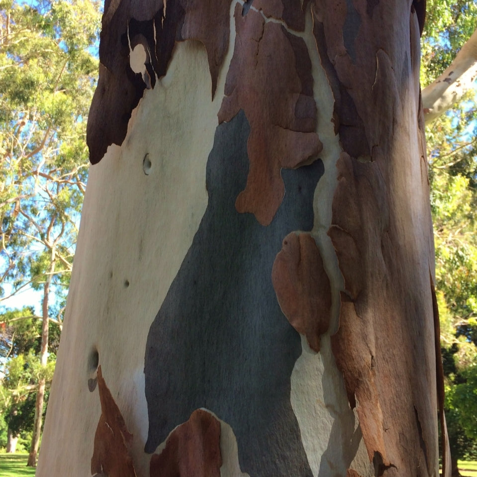 Corymbia citriodora (Lemon-scented Gum)
