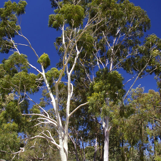 Corymbia citriodora (Lemon-scented Gum)