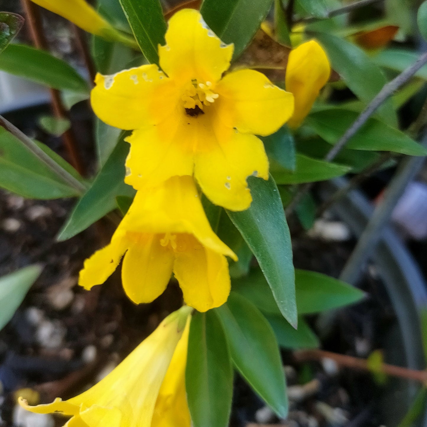 Gelsemium sempervirens (Carolina Jessamine) Pikirangi
