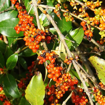 Coprosma robusta (Karamu) Pikirangi