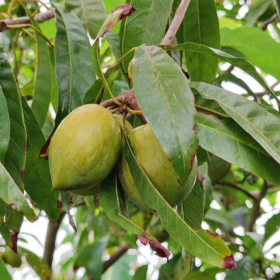 Pouteria campechiana (Eggfruit, Canistel)