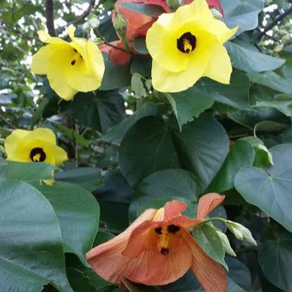Hibiscus tiliaceus (Sea Hibiscus) Pikirangi
