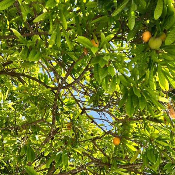 Pouteria campechiana (Eggfruit, Canistel)