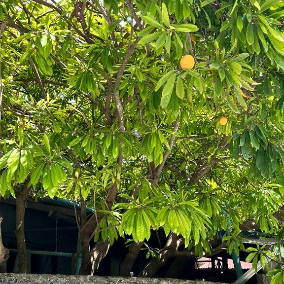 Pouteria campechiana (Eggfruit, Canistel)