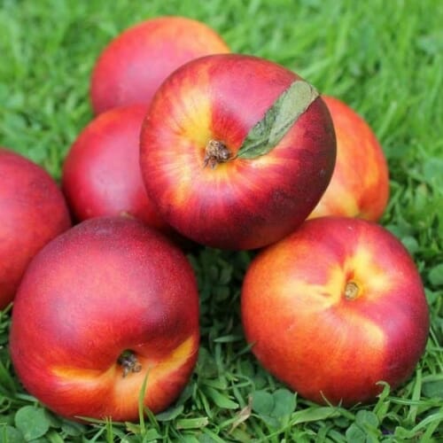 Prunus persica 'New Boy' (Nectarine) Pikirangi