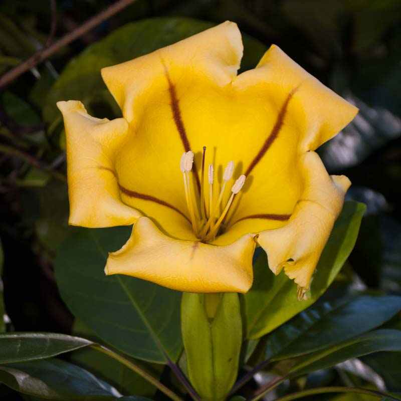 Solandra maxima (Golden Chalice Vine) Pikirangi