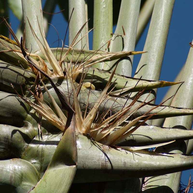 Ravenala madagascariensis (Traveller's Palm)