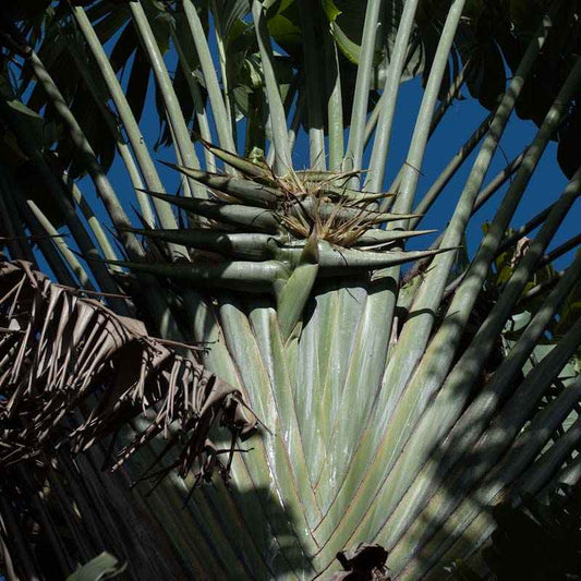 Ravenala madagascariensis (Traveller's Palm)