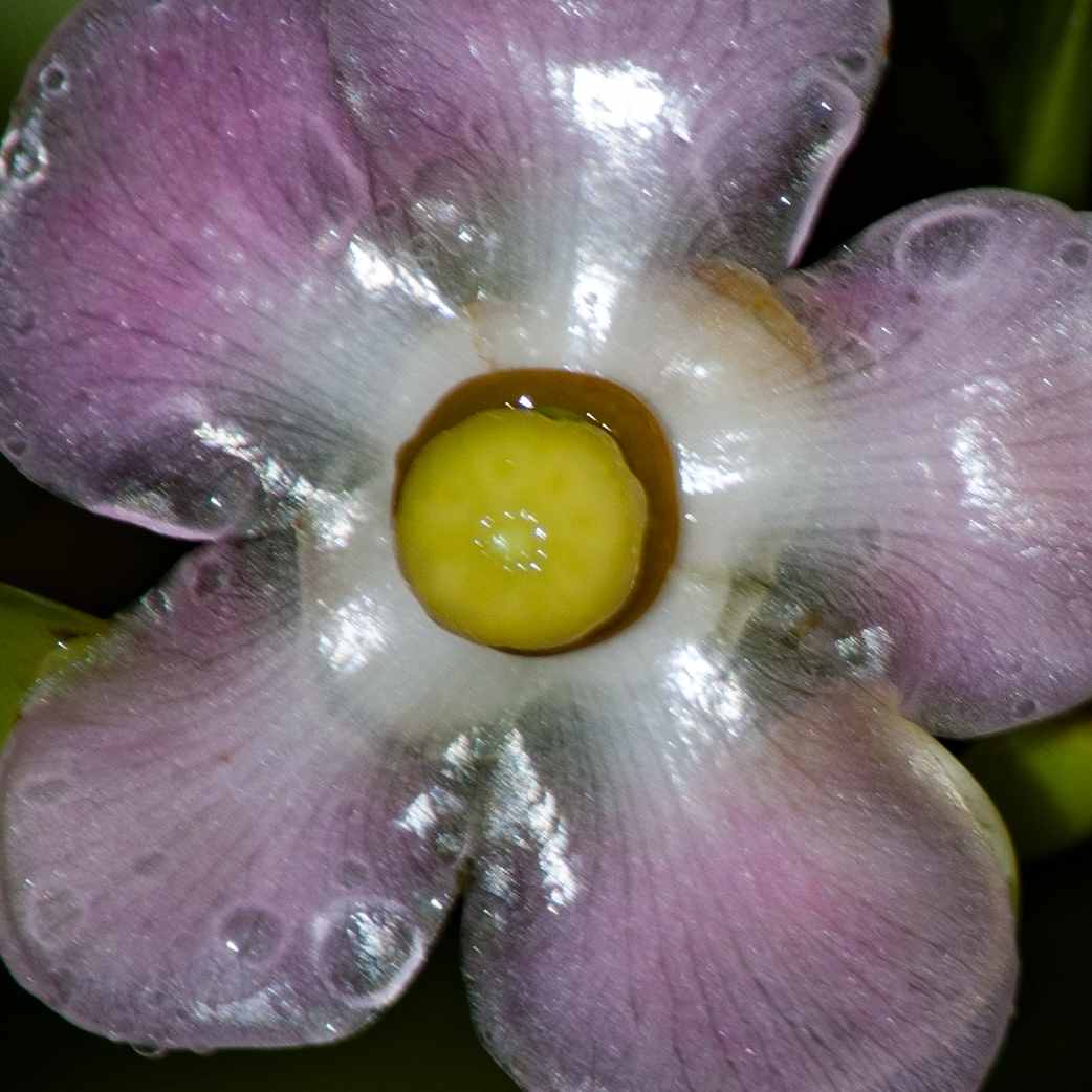 Clusia rosea 'Queen' (Pitch Apple, Autograph Tree)