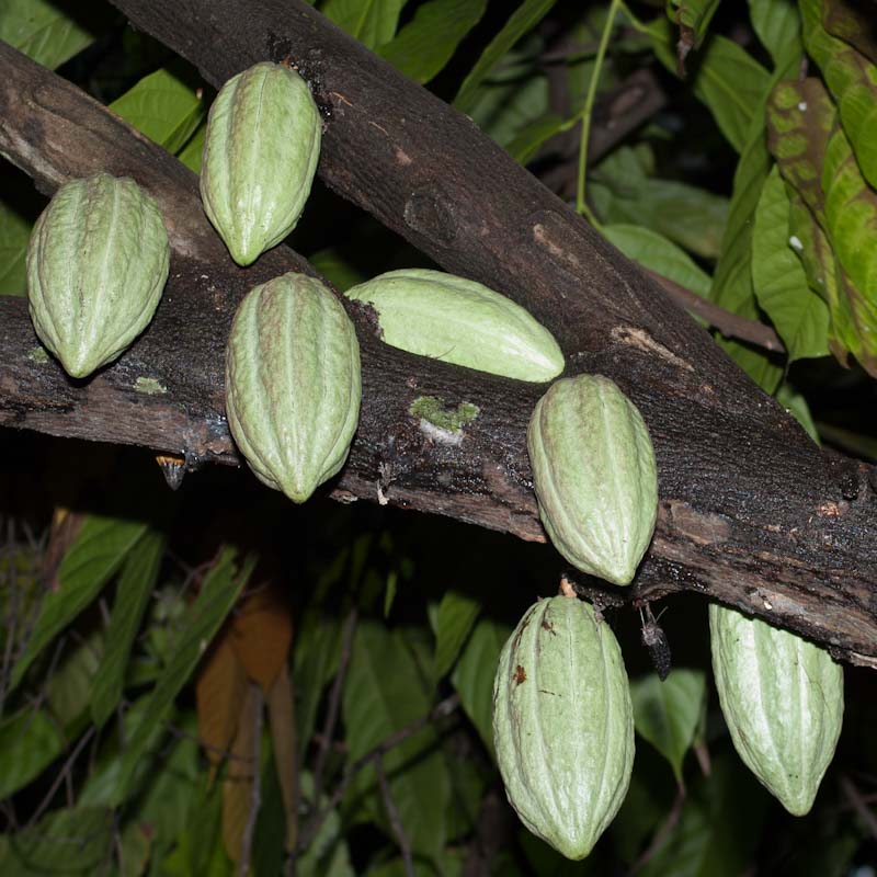 Theobroma cacao (Cocoa) Pikirangi