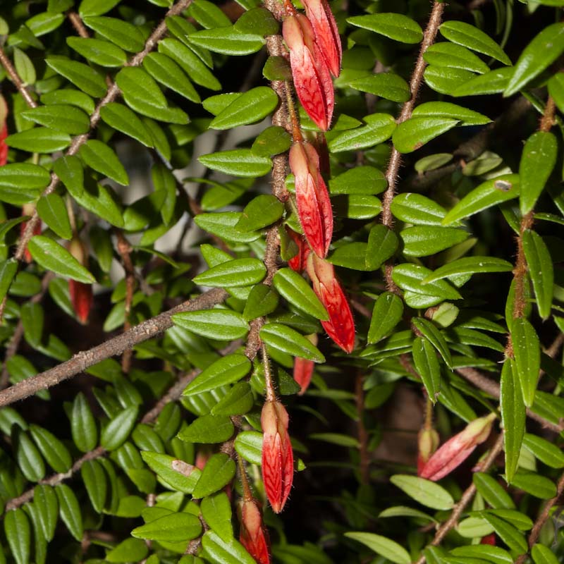 Agapetes serpens (Himalayan Lantern) Pikirangi Online Garden Centre