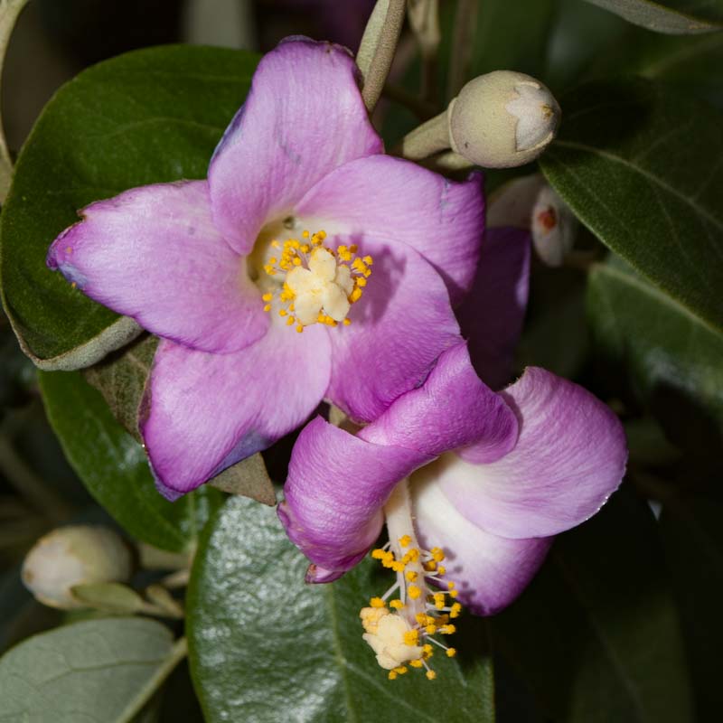 Lagunaria patersonia (Norfolk Island Hibiscus) Pikirangi Online Garden Centre