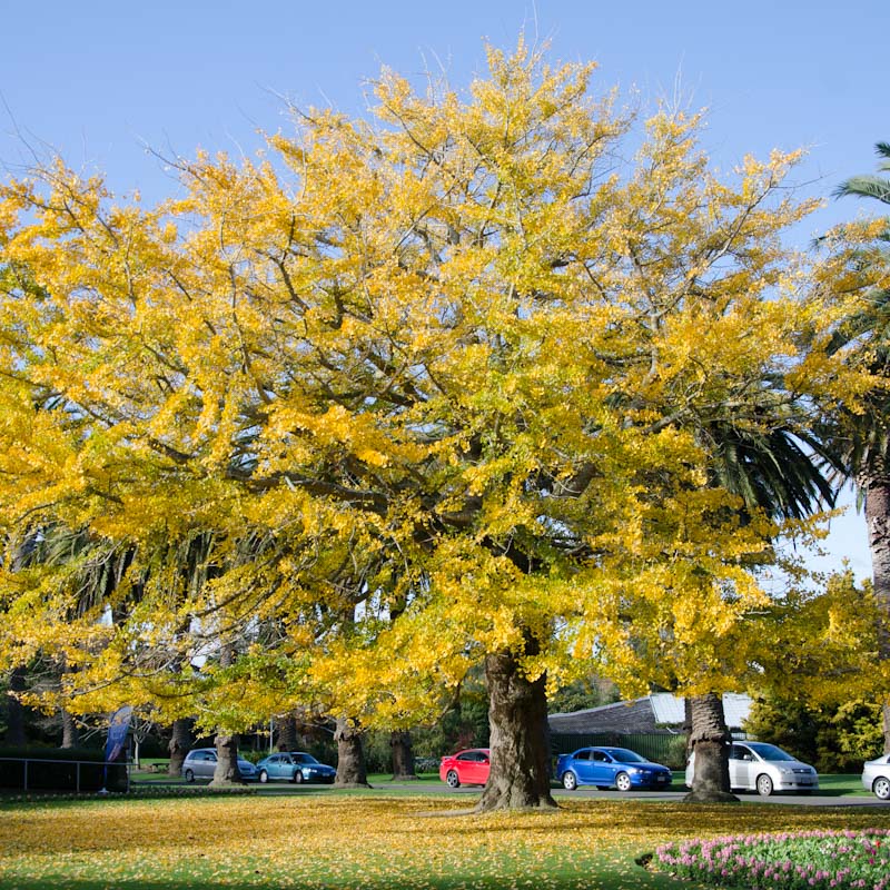 Ginkgo biloba (Maidenhair Tree)