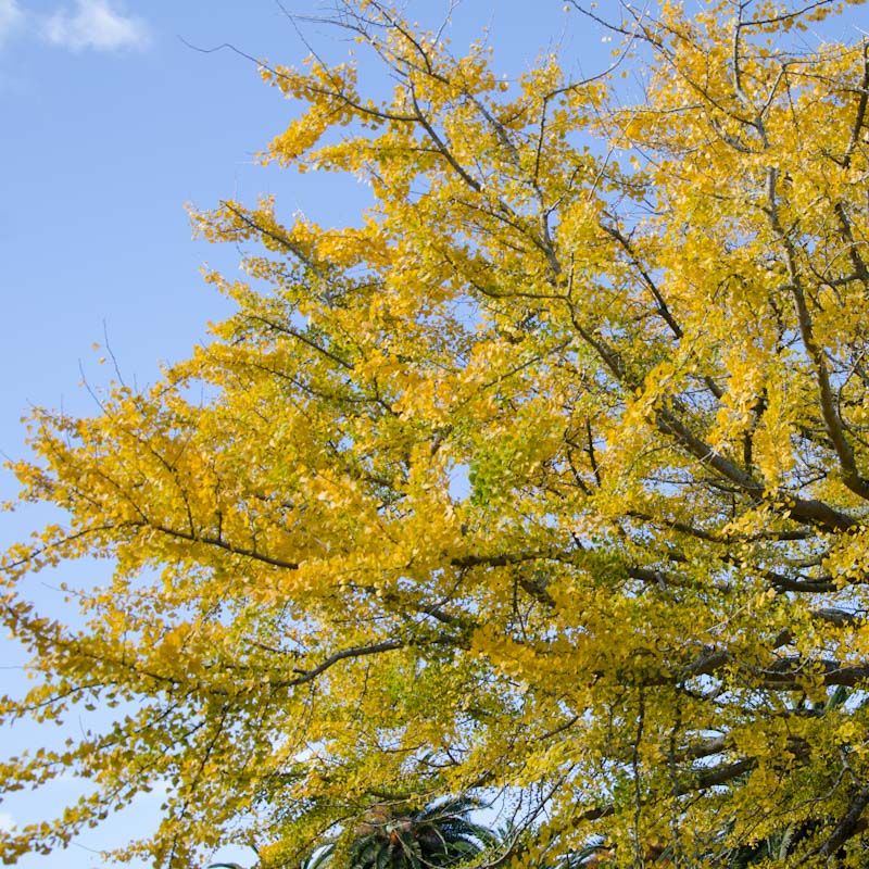Ginkgo biloba (Maidenhair Tree)