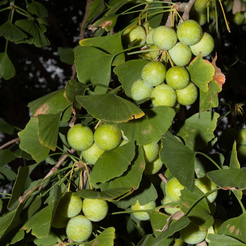 Ginkgo biloba (Maidenhair Tree)