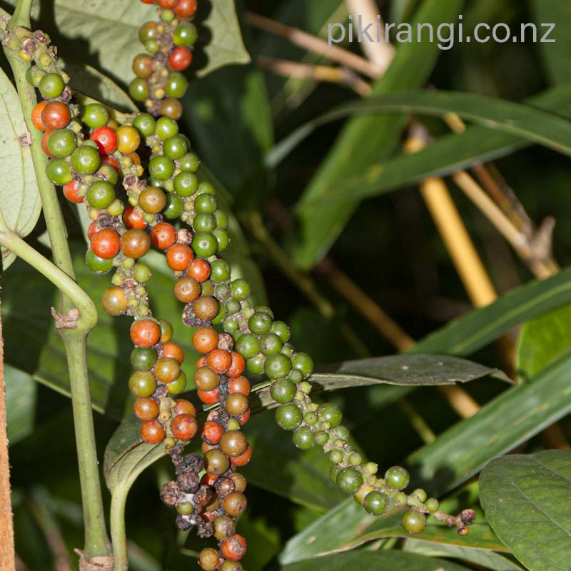 Piper nigrum (Black Pepper) Pikirangi